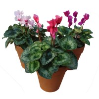 Violeta de los Alpes en Terracota N20